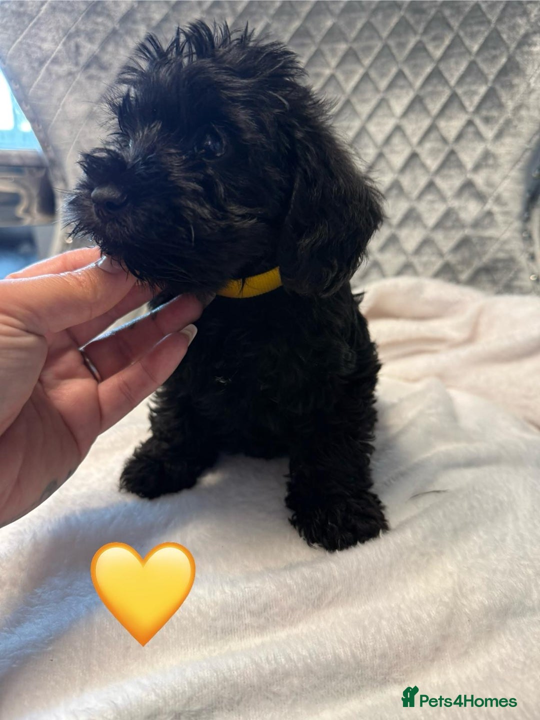 Schnoodle dogs for sale: Beautiful Schnoodle Puppies For Sale - Image 2