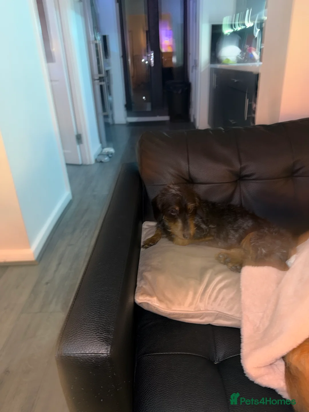 Doxiepoo dogs for sale: Dachshund poodle cross 10 month old girl  - Advert 5