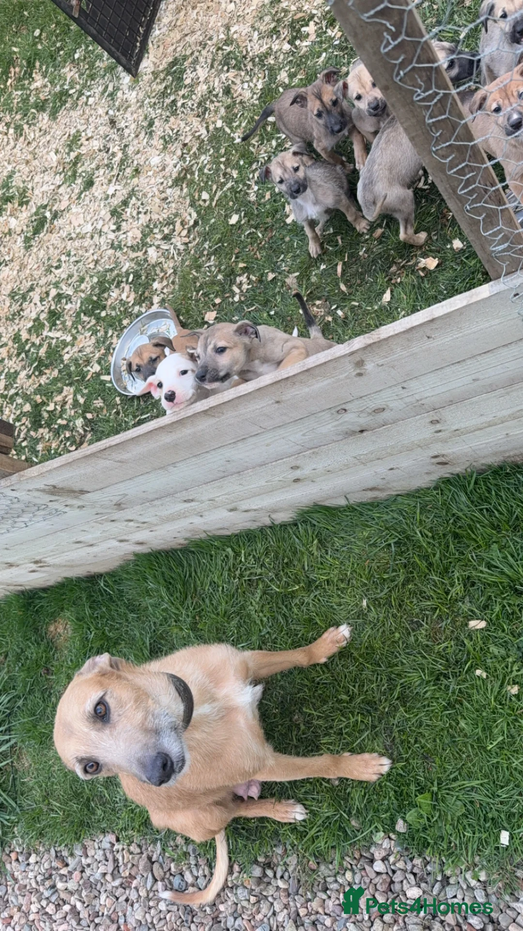 Lurcher dogs for sale: Lurcher pups - Advert 7