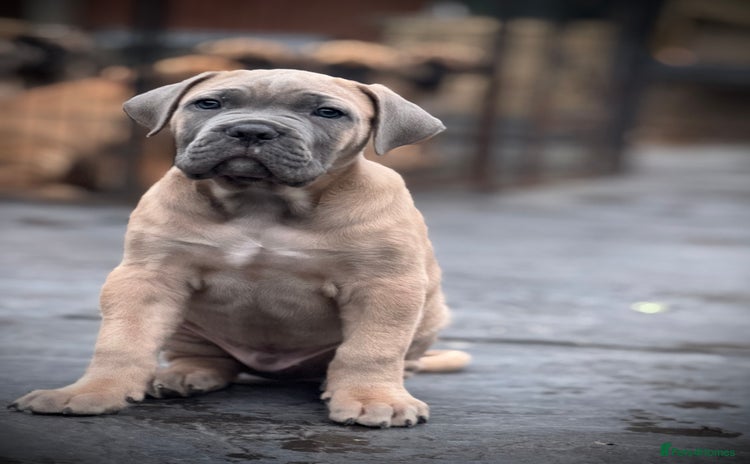 Cane Corso dogs ✨PatoSquad Kennel FCI only 2 puppies available✨ - Advert 2