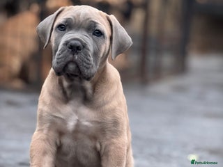 Cane Corso dogs ✨PatoSquad Kennel FCI only 2 puppies available✨ - Advert 14