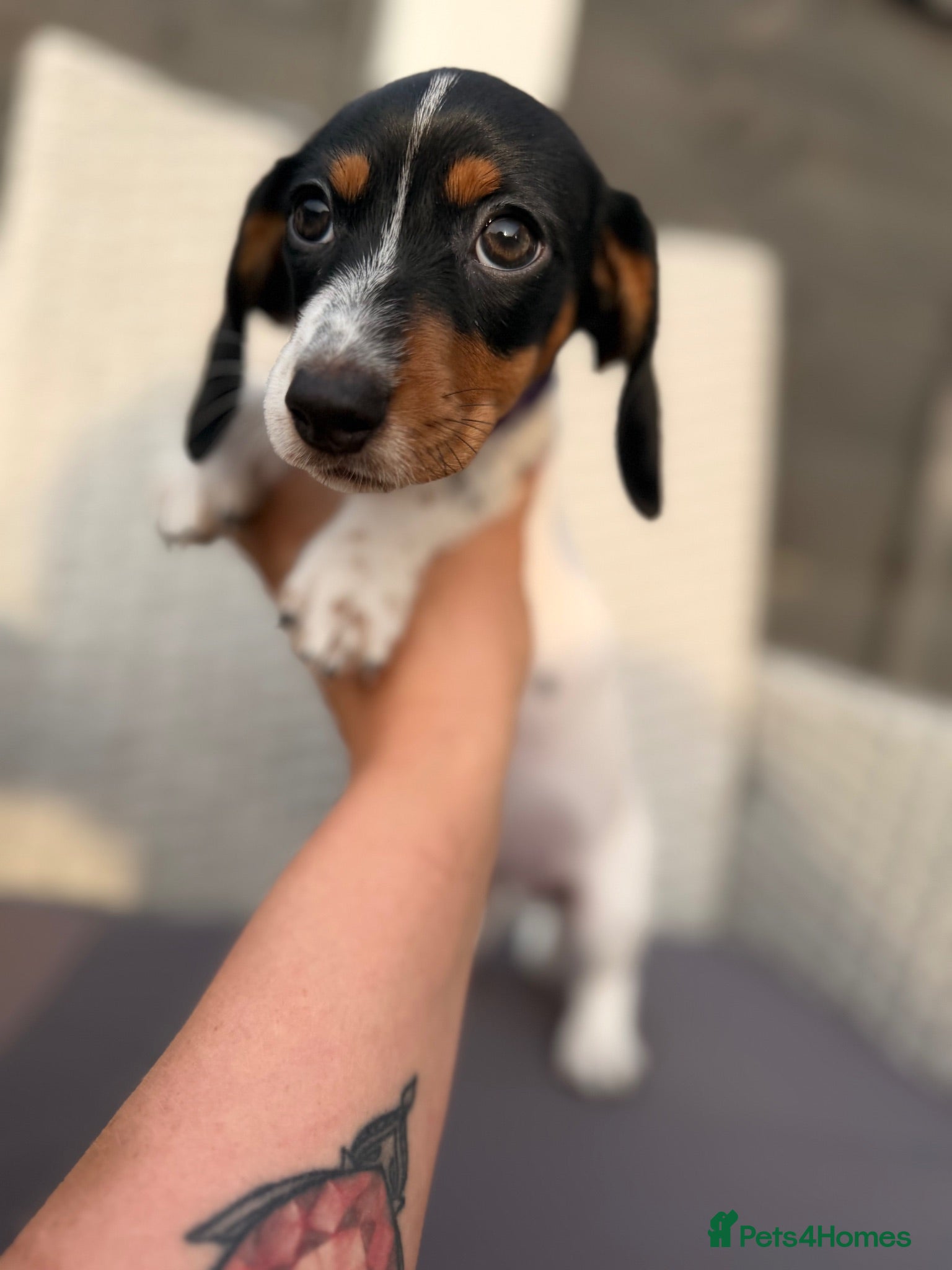 Dachshund dogs 2 adorable small dachshund girls available  - Advert 2