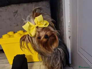 Yorkshire Terrier dogs yorkshire Terrior pups - Advert 1