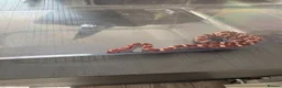 Corn Snake reptiles for sale: Het Palmetto Corn Snake in Sittingbourne - Advert 5