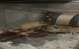 Gerbil rodents for sale: Lone gerbil  - Image 2