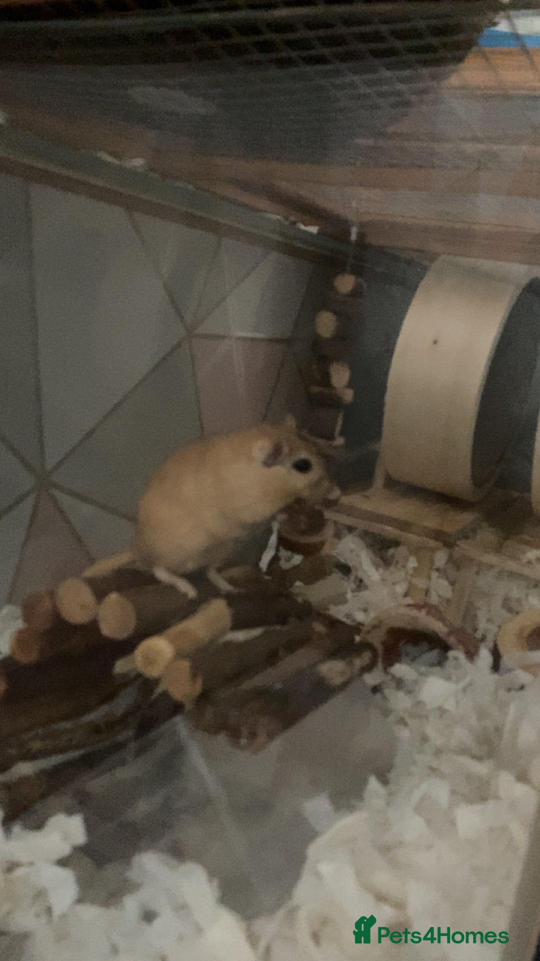Gerbil rodents for sale: Lone gerbil  - Image 2