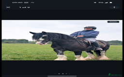 Irish Cob horses for sale: Heavy Blangdon traditional cob mare  - Advert 6