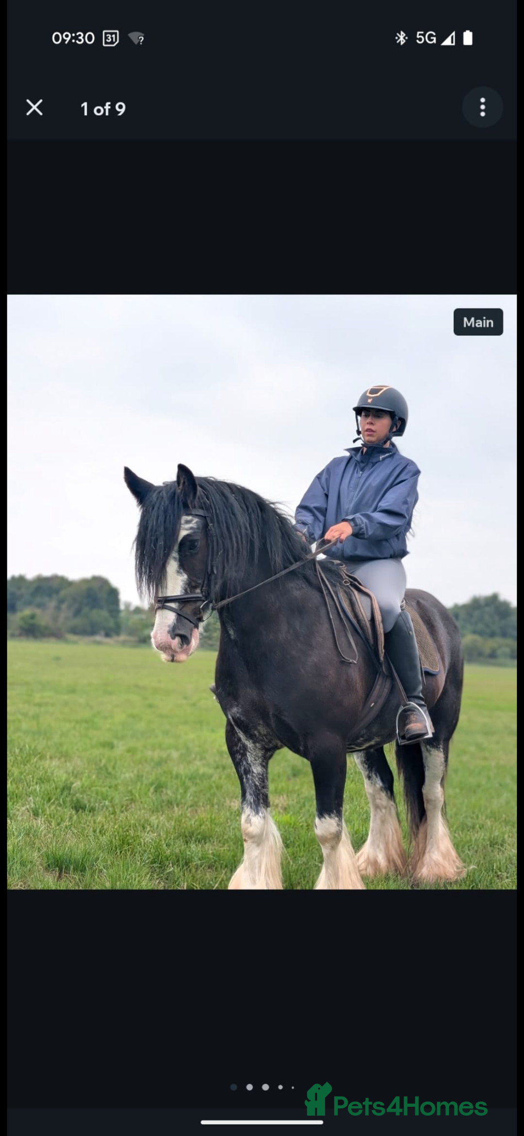 Irish Cob horses for sale: Heavy Blangdon traditional cob mare  - Advert 6