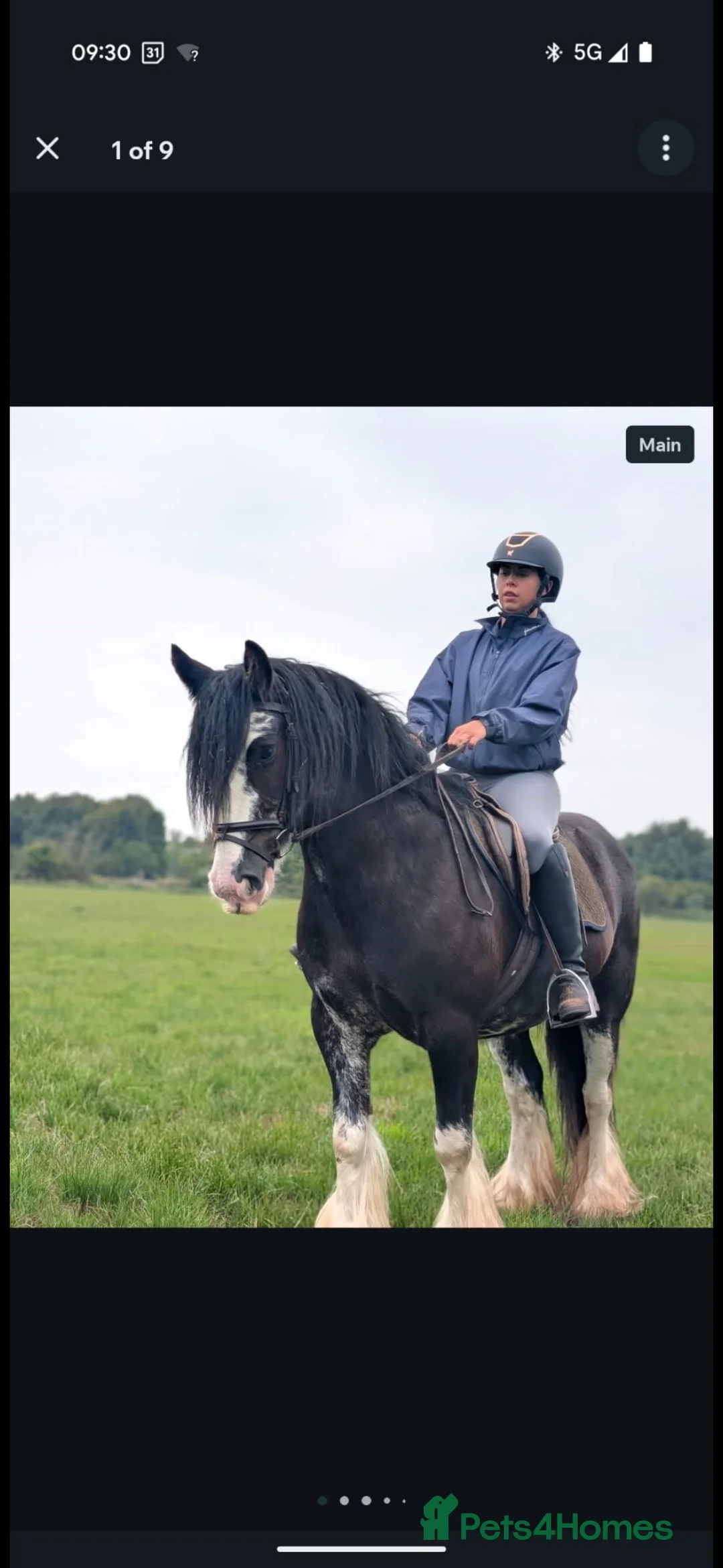 Irish Cob horses for sale: Heavy Blangdon traditional cob mare  - Advert 6