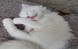 Domestic Shorthair cats for sale: Kittens for sale  - Image 13