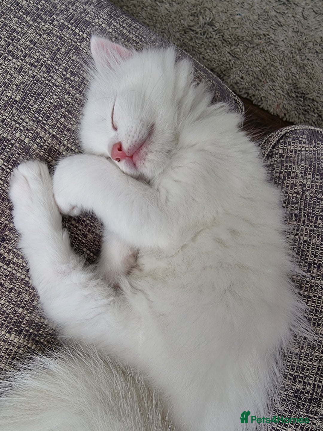 Domestic Shorthair cats for sale: Kittens for sale  - Image 13