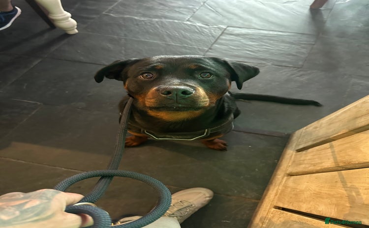 Rottweiler dogs 1 year old Rottweiler girl - Advert 1