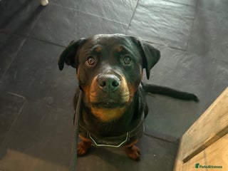 Rottweiler dogs 1 year old Rottweiler girl - Advert 2