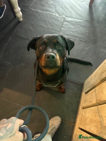 Rottweiler dogs 1 year old Rottweiler girl - Advert 1