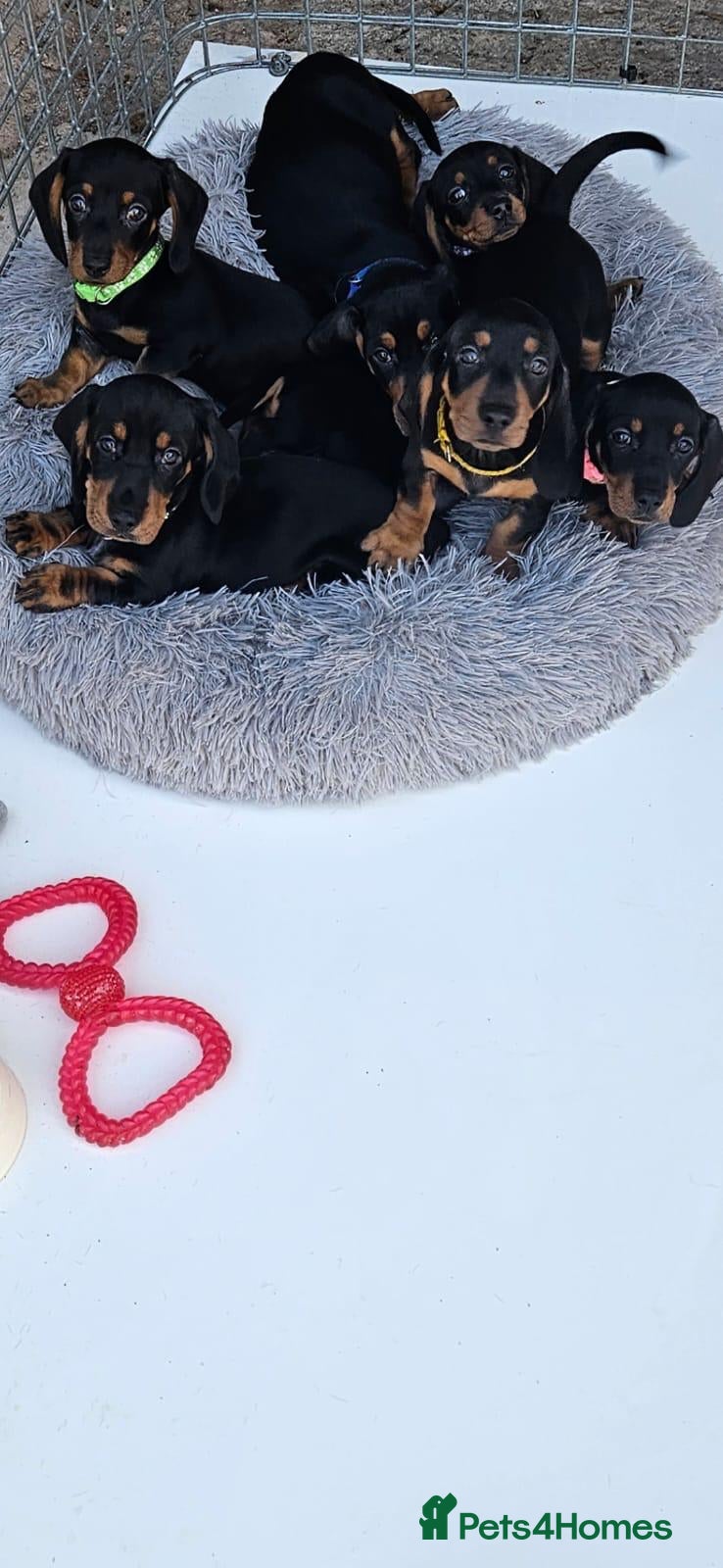 Dachshund dogs Dachshund pups £700 - Advert 17