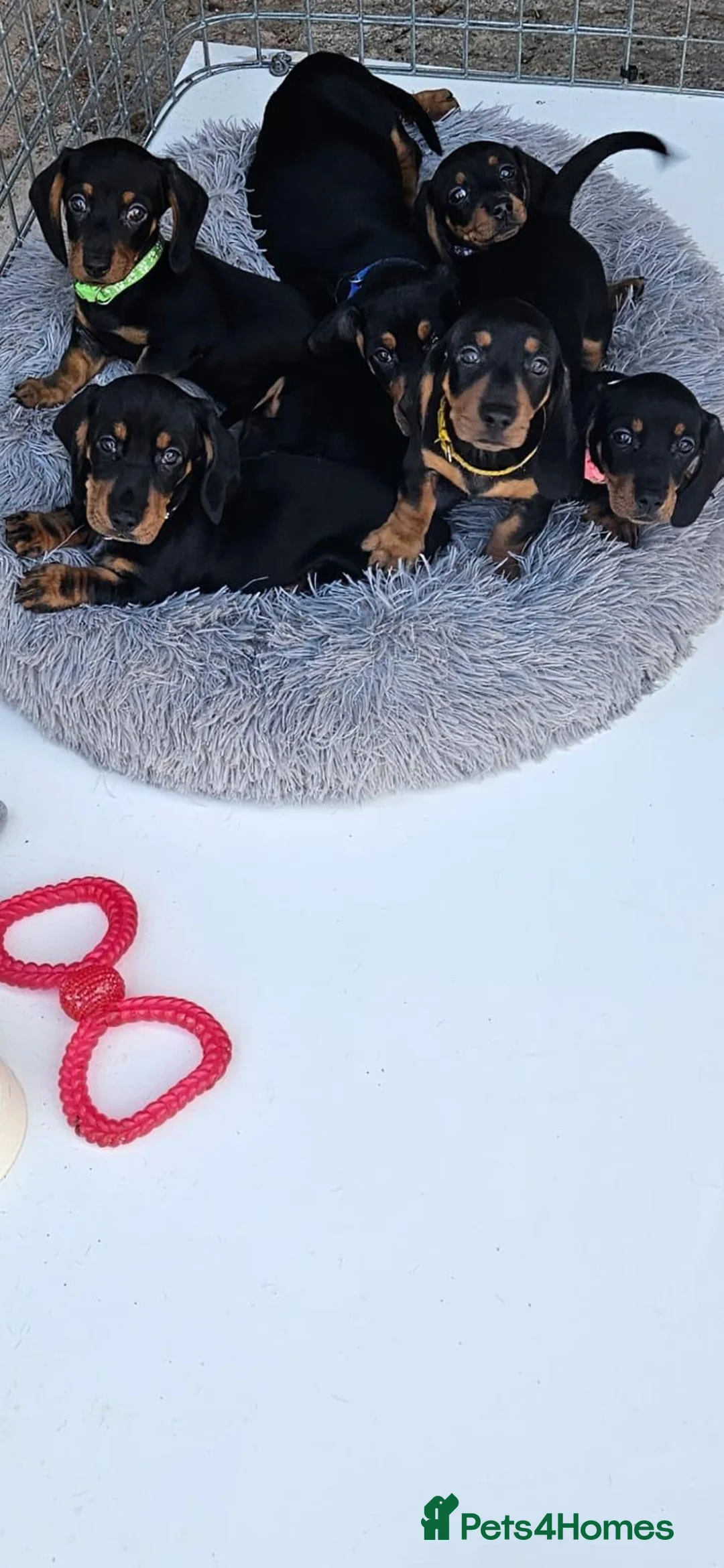 Dachshund dogs for sale: Dachshund pups ready now £600 (2 girls left ) - Advert 1