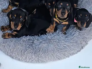 Dachshund dogs Dachshund pups £700 - Advert 17