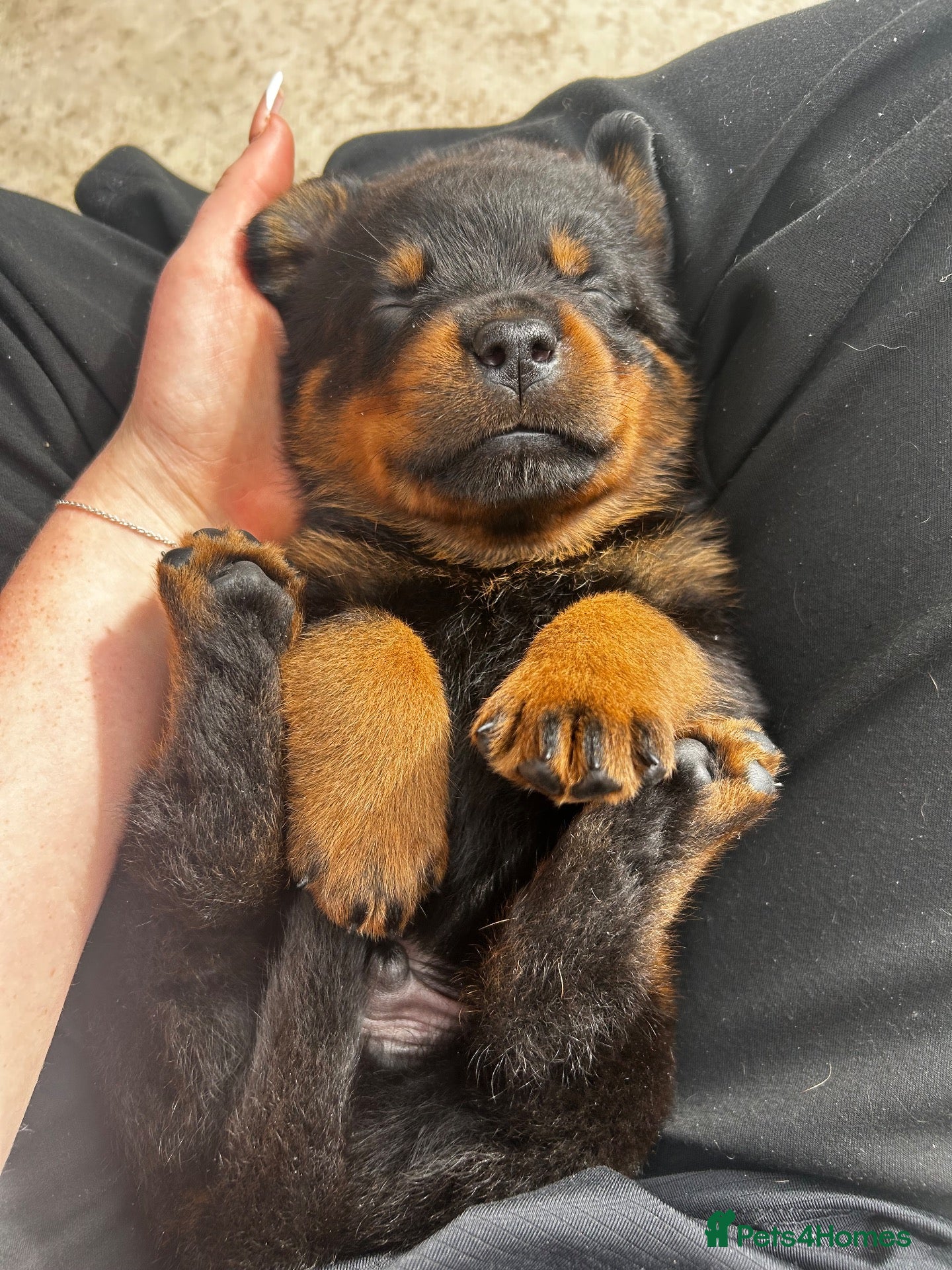 Rottweiler dogs Rottweilers kc reg fully hereditary tested - Advert 6