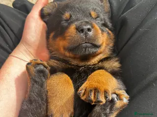Rottweiler dogs Rottweilers kc reg fully hereditary tested - Advert 1