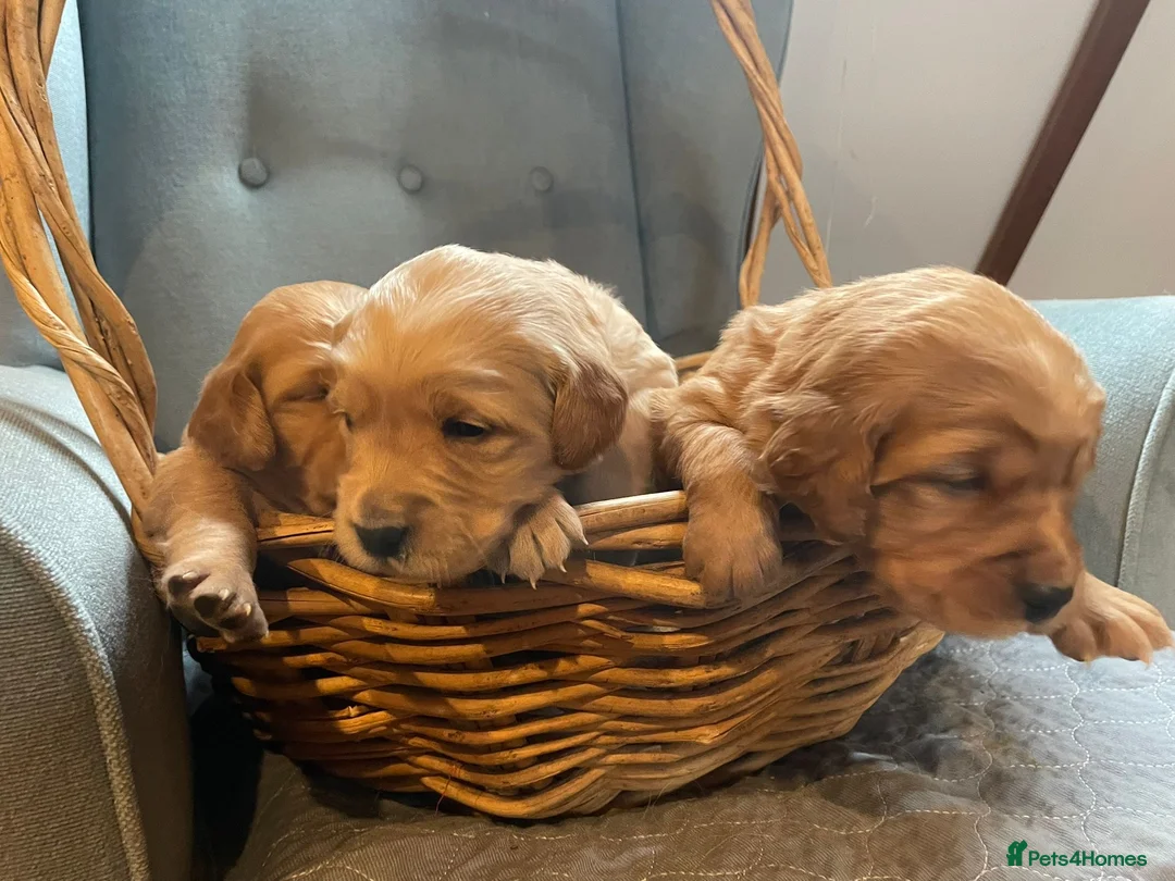 Golden Retriever dogs for sale: KC Regisrered and tested Golden Retreivers - Advert 2