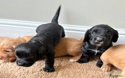 Cocker Spaniel dogs for sale: Stunning cocker spaniel puppies  - Image 12