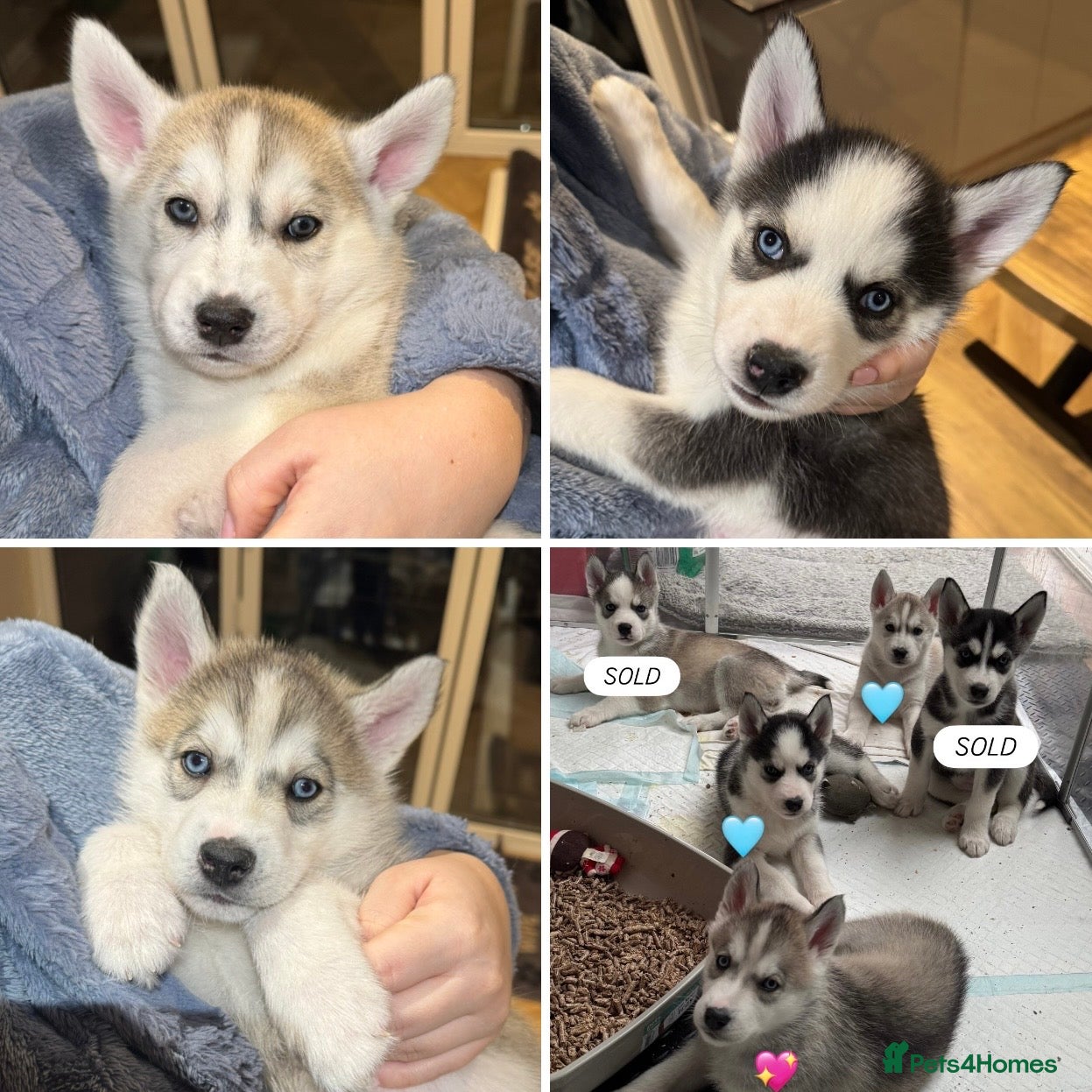 Siberian Husky dogs KC REGISTERED SIBERIAN HUSKY PUPS READY IN 2 WEEKS - Advert 2