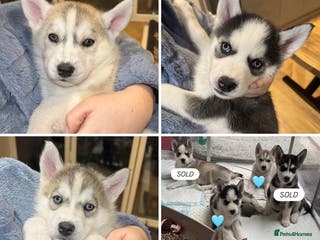 Siberian Husky dogs KC REGISTERED SIBERIAN HUSKY PUPS READY IN 2 WEEKS - Advert 2