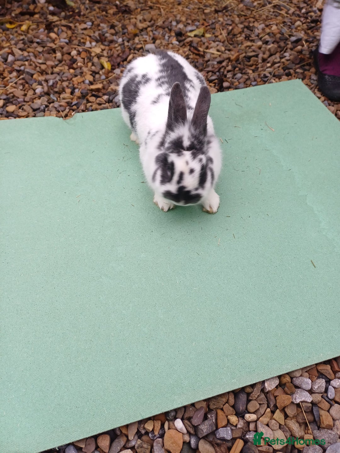 Mini Lop rabbits for sale: Beautiful Minilop Rabbit Male and female for sale - Advert 2
