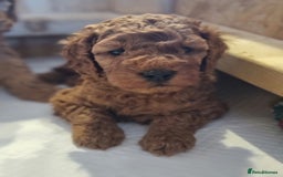 Goldendoodle dogs for sale: Waiting list - Miniature goldendoodle puppies   - Image 6