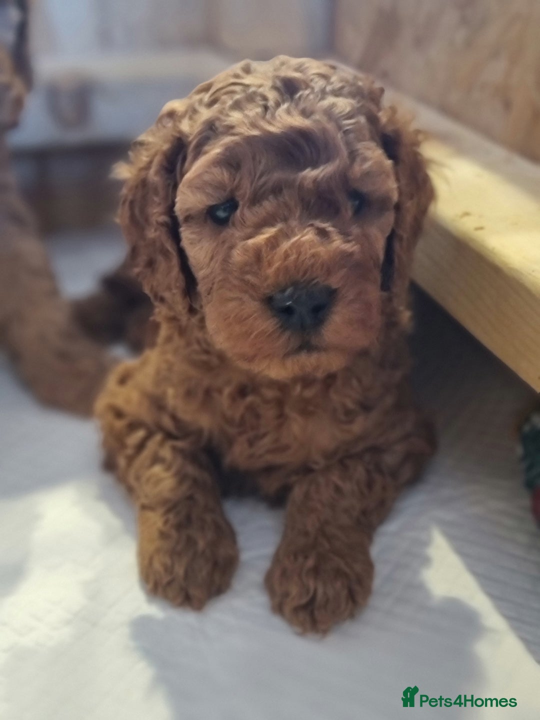 Goldendoodle dogs for sale: Waiting list - Miniature goldendoodle puppies   - Image 6