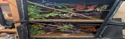 Gecko reptiles for sale: Crested Gecko - Advert 2