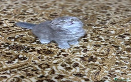 Scottish Fold cats for sale: Pure Scottish kittens in hull - Image 2