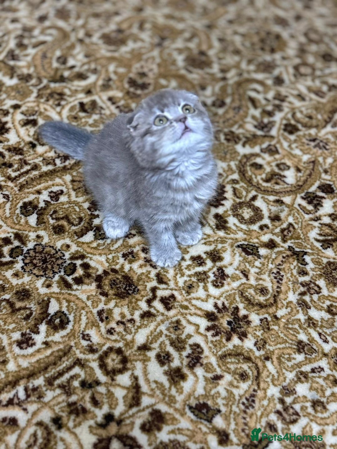 Scottish Fold cats for sale: Pure Scottish kittens in hull - Image 2