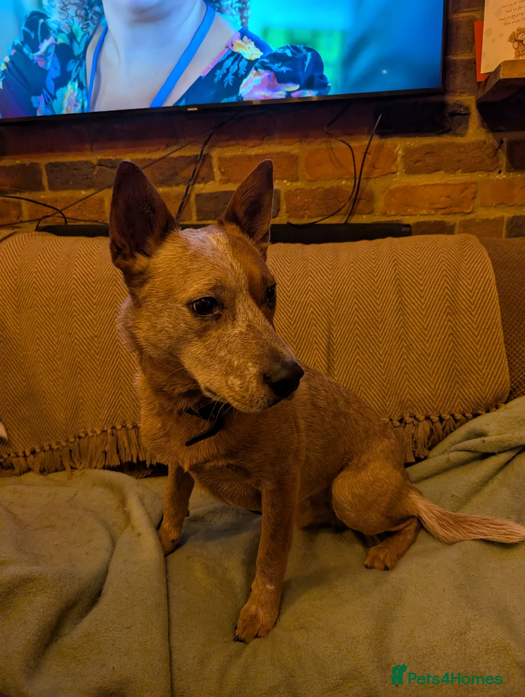 Australian Cattle Dog dogs for sale: Cattle Dog Puppies - Advert 4