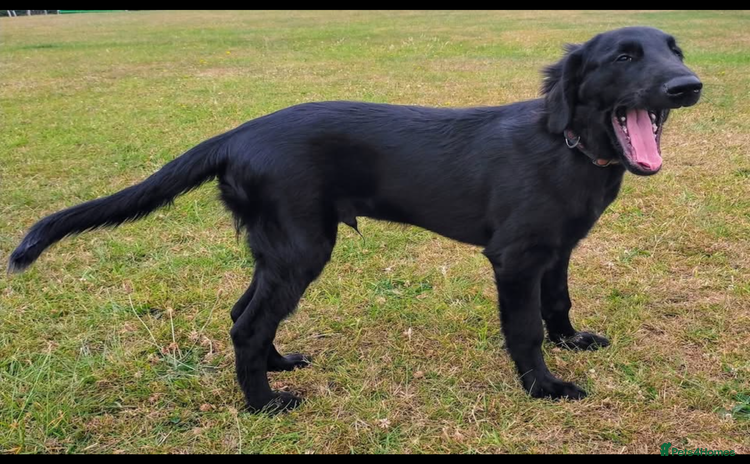 Flat coated Retriever dogs - Advert 1
