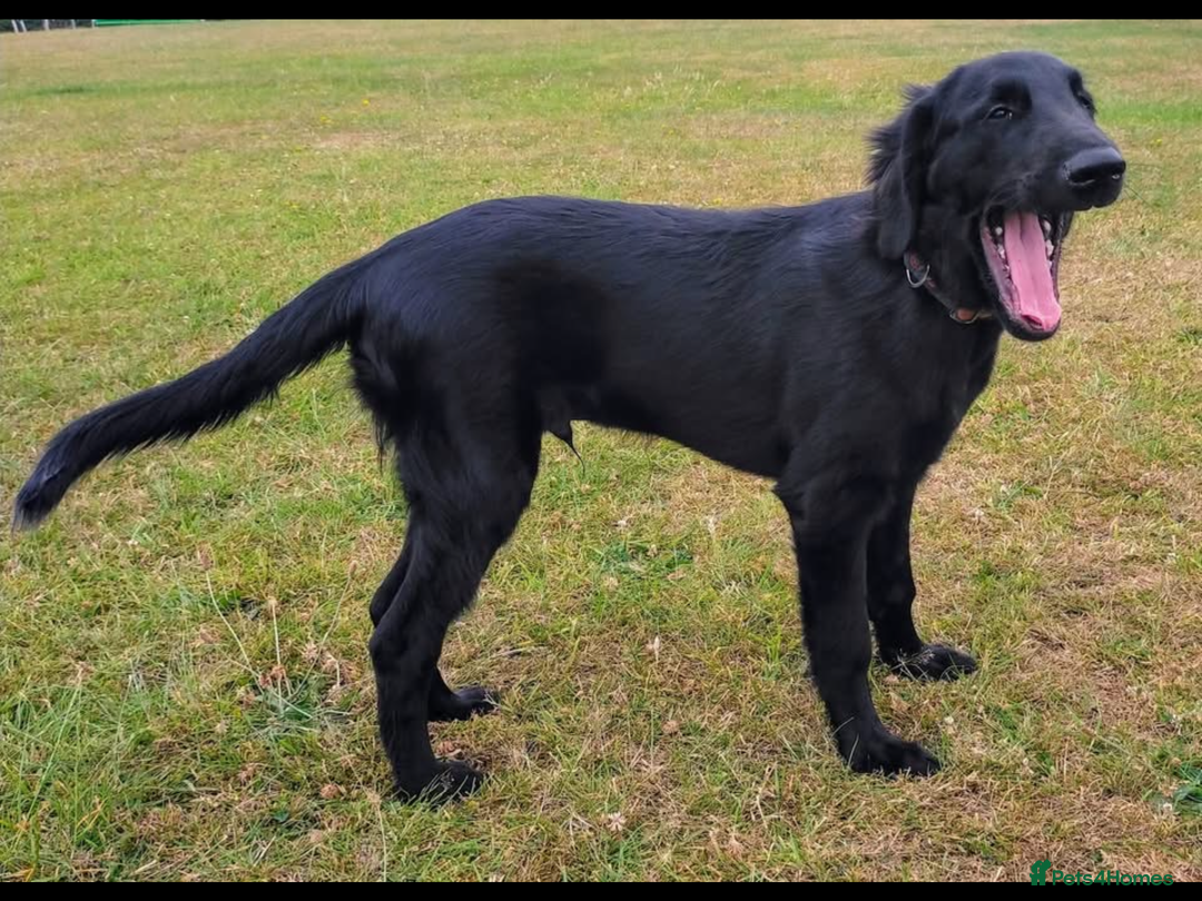 Flat coated Retriever dogs for sale: Flat coat make retriever for adoption  - Image 1