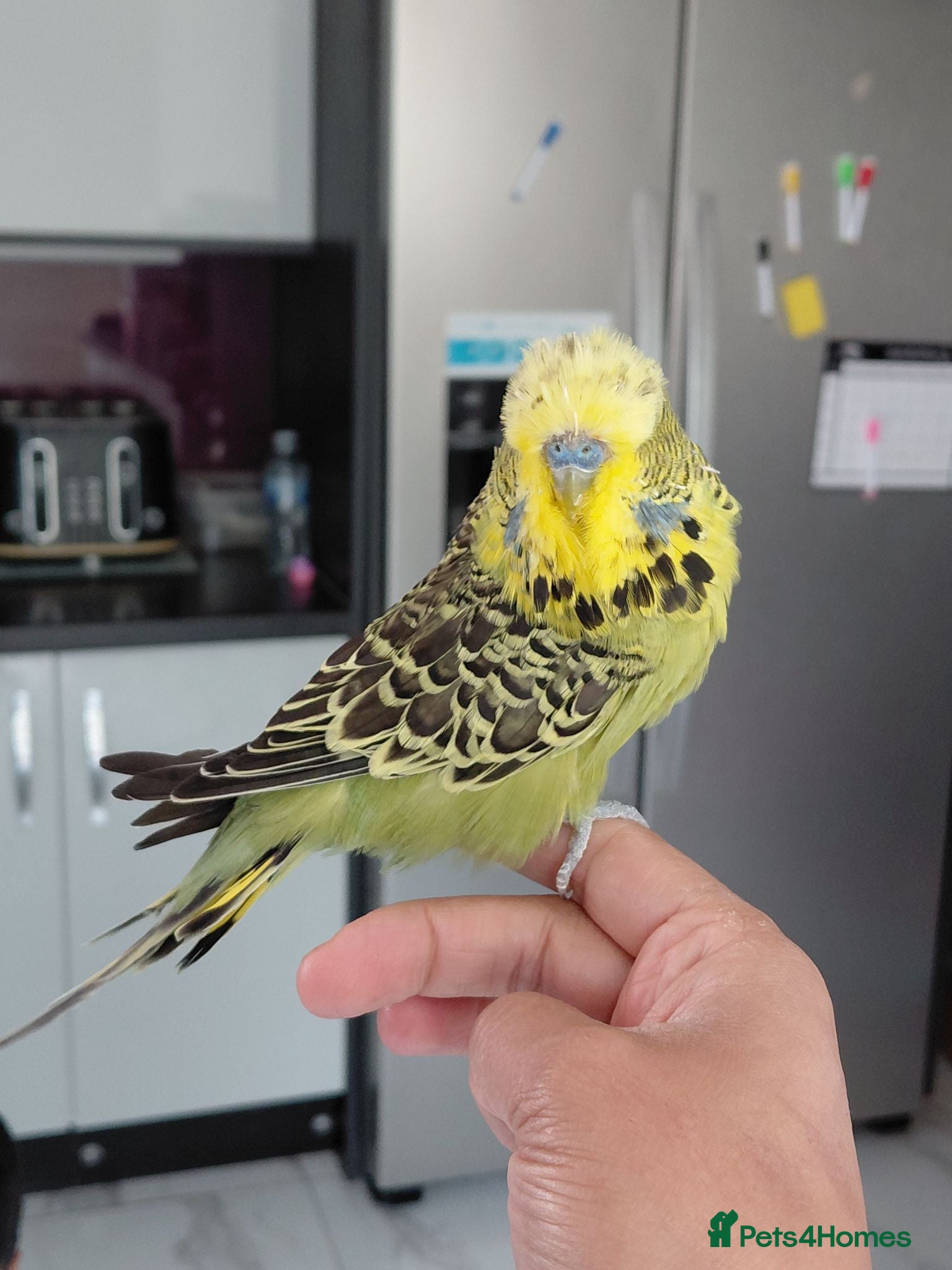Budgerigars birds English Budgie, Looking Aviary Home - Advert 2