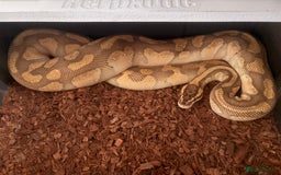 Python Snake reptiles for sale: Beautiful ball python for rehoming  - Image 2