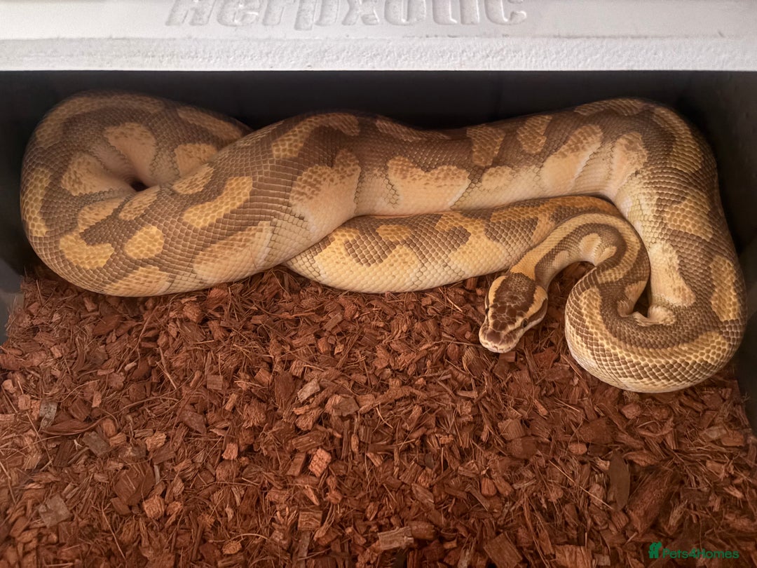 Python Snake reptiles for sale: Beautiful ball python for rehoming  - Image 2