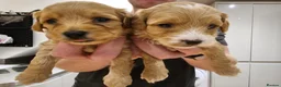 Maltipoo dogs for sale: Maltipoo Puppies for Sale - Advert 15