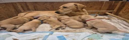 Labrador Retriever dogs for sale: Stunning labrador puppies - Advert 14