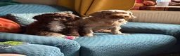 Cockapoo dogs for sale: Brown merle cockapoo  - Advert 3