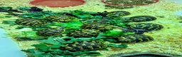 Tortoise reptiles for sale: Hermanns tortoise - Advert 6