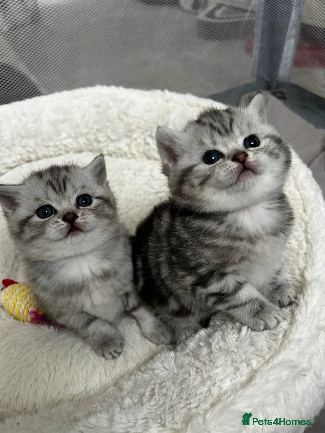 British Shorthair cats for sale: Tabby British shorthair kittens  - Advert 2