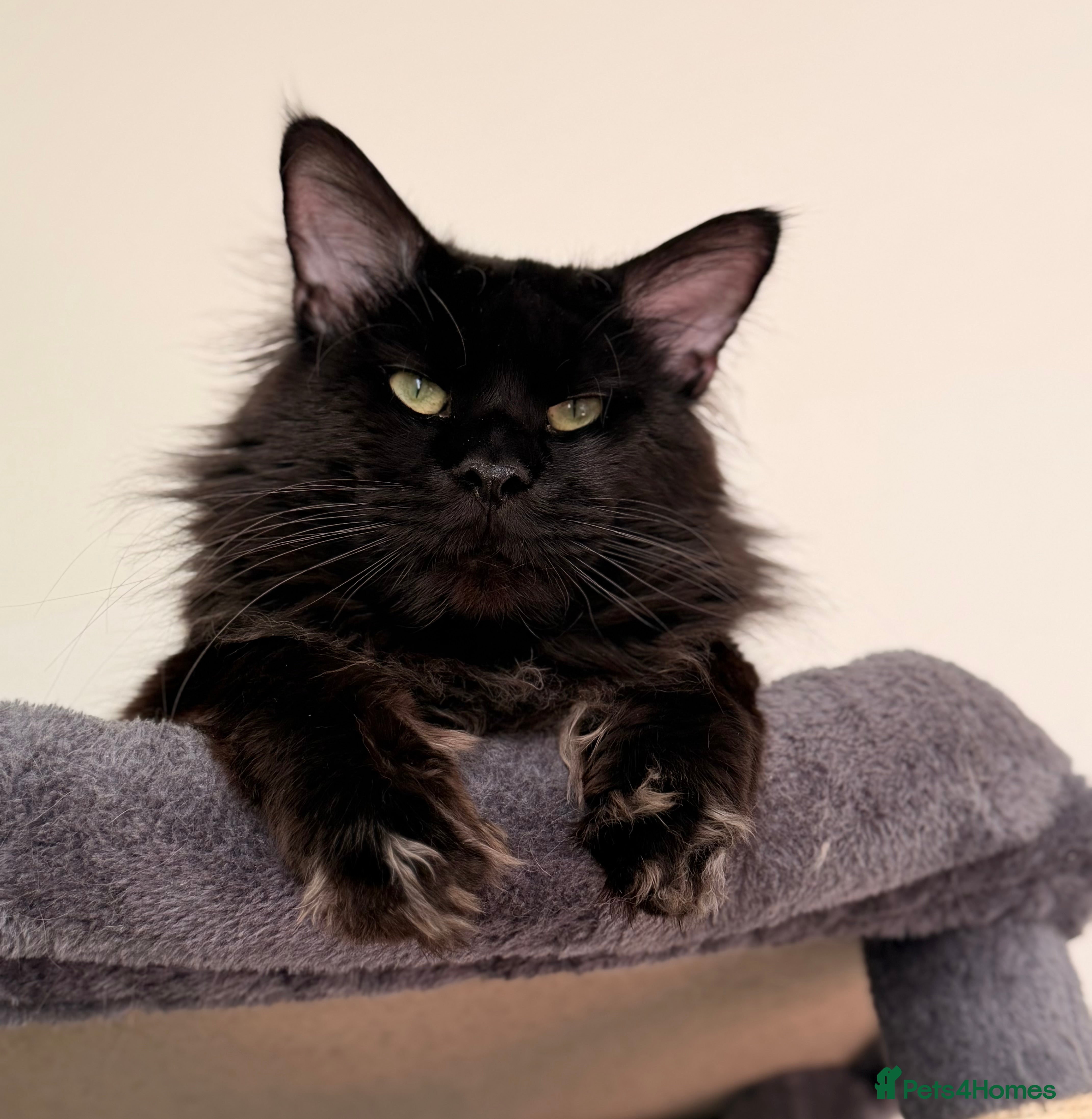 Maine Coon cats GCCF/TICA XL KING-SIZE STUD  - Advert 1