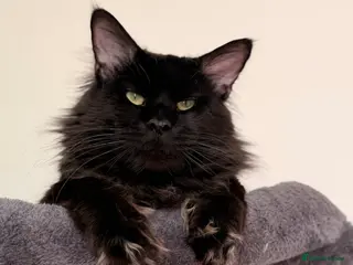 Maine Coon cats GCCF/TICA XL KING-SIZE STUD - Advert 1