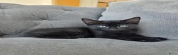 Mixed Breed cats for sale: 2 beautiful male kittens left - Advert 2