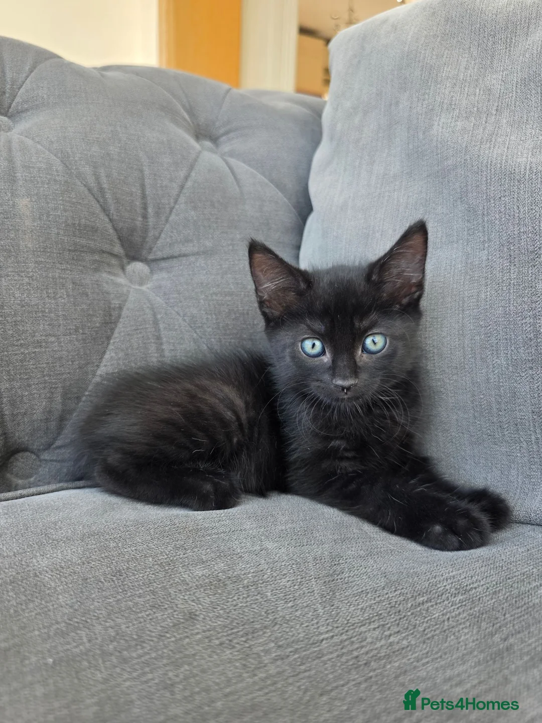 Mixed Breed cats for sale: 2 beautiful male kittens left - Advert 2