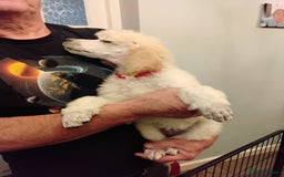 Standard Poodle dogs for sale: Stunning KC reg female standard poodle puppies - Image 10