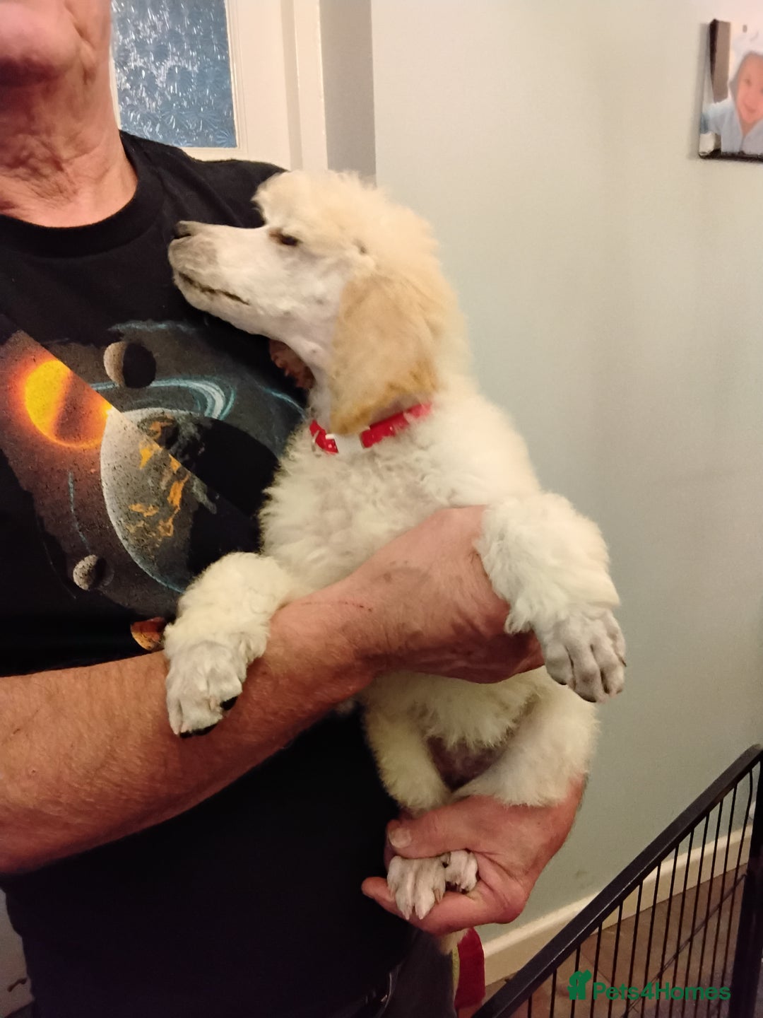 Standard Poodle dogs for sale: Stunning KC reg female standard poodle puppies - Image 10